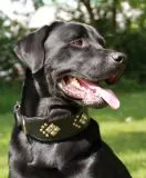 Lederhalsband ISAAC Nieten Buffalo Leder Nur noch Gr. S BREIT