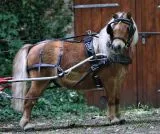 Biothane Einsp�nner Brustblatt Geschirr Set "STEADY" Minishetty Shetty Schwarz Falabella Minipony