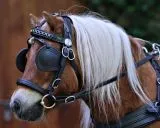 Biothane Einsp�nner Brustblatt Geschirr Set "STEADY" Minishetty Shetty Schwarz Falabella Minipony