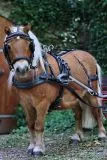 Biothane Einsp�nner Brustblatt Geschirr Set "STEADY" Minishetty Shetty Schwarz Falabella Minipony