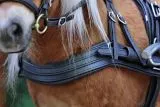 Biothane Einsp�nner Brustblatt Geschirr Set "STEADY" Minishetty Shetty Schwarz Falabella Minipony