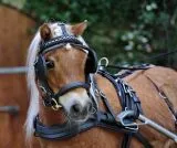 Biothane Einsp�nner Brustblatt Geschirr Set "STEADY" Minishetty Shetty Schwarz Falabella Minipony