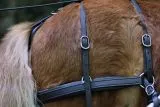 Biothane Einsp�nner Brustblatt Geschirr Set "STEADY" Minishetty Shetty Schwarz Falabella Minipony