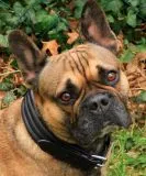 Lederhalsband AMBOS bombiert Buffalo Leder S M L XL Schwarz / Braun Halsband Leder