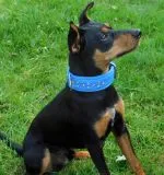 Lederhalsband WEICH Schogun Blau Braun + Strass S M kleine Hunde BREIT