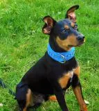 Lederhalsband WEICH Schogun Blau Braun + Strass S M kleine Hunde BREIT