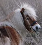 Halfter Nele Glitzer Braun Schwarz Blau / T�rkis Minishetty Shetty Kunst Leder Glitzer Vegan ergonomisch