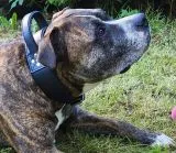 Halsband Halt´i Leder Schwarz Haltegriff WEICH unterlegt M L XL Breit Lederhalsband mit Griff Haltehalsband