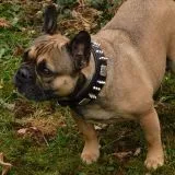 Halsband Leder Rocky Braun Schwarz Nieten WEICH unterlegt M L XL Breit Beiss Schutz Nietenhalsband