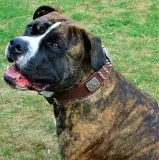 Halsband Leder Rocky Braun Schwarz Nieten WEICH unterlegt M L XL Breit Beiss Schutz Nietenhalsband