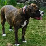 Halsband Robin Schwarz Braun geflochten Band super WEICH unterlegt M L XL