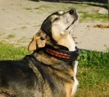 Halsband Robin Schwarz Braun geflochten Band super WEICH unterlegt M L XL