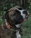 Halsband BOUQUET Braun gestanzt / bemalen Blumen WEICH unterlegt M L XL Breit Hohe Zugkraft BREIT