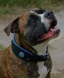 Halsband LUI Leder Schwarz Blau/ Trkis weich unterlegt M L Breit Lederhalsband Breit Chonchos