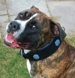 Halsband LUI Leder Schwarz Blau/ Trkis weich unterlegt M L Breit Lederhalsband Breit Chonchos