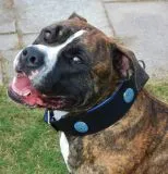 Halsband LUI Leder Schwarz Blau/ Trkis weich unterlegt M L Breit Lederhalsband Breit Chonchos