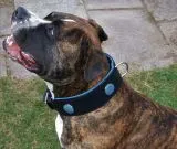 Halsband LUI Leder Schwarz Blau/ Trkis weich unterlegt M L Breit Lederhalsband Breit Chonchos