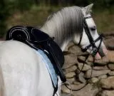 Sattel Ledersattel Diamont Glitzer 14 oder 15 Zoll Kopfeisen verstellbar Monosattel Sattel Shetty Welsh