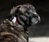 Andi Vintage Style Lederhalsband Rot Wei Leder fest genht S M L Halsband Leder