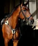 5 Punkt Glitzer Strass Vorderzeug Halla Strass Elastik LEDER weich Pony VB WB X-Full Schwarz