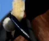 5 Punkt Glitzer Strass Vorderzeug Halla Strass Elastik LEDER weich Pony VB WB X-Full Schwarz