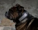 Halsband Lennox Schwarz - Silber o Goldfarben Breit XL Leder Nietenhalsband Leder REST - B WARE -