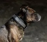 Halsband Lennox Schwarz - Silber o Goldfarben Breit XL Leder Nietenhalsband Leder REST - B WARE -