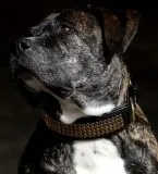 Halsband Lennox Schwarz - Silber o Goldfarben Breit XL Leder Nietenhalsband Leder REST - B WARE -