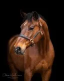 Lederhalfter DON Schwarz Braun o. Cognac ergonomisch geformt super weich VB WB XF Leder Halfter