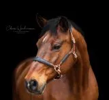 Lederhalfter DON Schwarz Braun o Cognac ergonomisch geformt super weich VB WB XF super weich