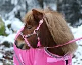 Abschwitzdecke SET ZOE Transportgamaschen Halfter Strick SET Schwarz Rosa Rot Glitzer 70 80 90 100 cm