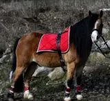 Cosima Barock Set Schabracke + Show Gamaschen Minishetty Shetty Rot Lila Wollwei = B- WARE