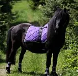 Cosima Barock Set Schabracke + Show Gamaschen Minishetty Shetty Rot Lila Wollwei = B- WARE