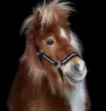 Halfter Lennox Nieten Nylon MMS MS S Schwarz Nietenhalfter Silber oder Goldfarben