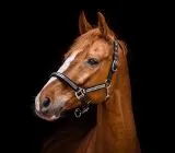 Halfter Lennox Nieten Silber oder Goldfarben Nylon Pony VB WB X Full Schwarz Nietenhalfter