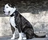 Lederhalsband Zorro Schwarz Conchos fest genht M L XL BREIT ! Leder Halsband Hundhalsband