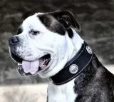 Lederhalsband Zorro Schwarz Conchos fest genht M L XL BREIT ! Leder Halsband Hundhalsband