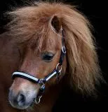 Lederhalfter KELLY Schwarz Braun Perlen Strass Hellblau / T�rkis Minishetty Shetty Halfter Leder