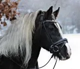 Deluxe 2 Ledertrense RUND gen�ht Schwarz Wei� Glitzer Stirnband incl. Z�gel VB WB XFULL XXFULL -Kaltblut Rundgen�ht