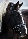 Deluxe 2 Ledertrense RUND gen�ht Schwarz Wei� Glitzer Stirnband incl. Z�gel VB WB XFULL XXFULL -Kaltblut Rundgen�ht