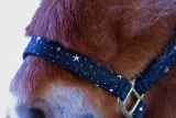 Halfter Starry Sky Blau Schwarz Sterne Nylon Gold Farben Beschlge Minishetty Shetty Minipony Fohlen Nylonhalfter