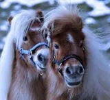 Halfter Starry Sky Blau Schwarz Sterne Nylon Gold Farben Beschlge Minishetty Shetty Minipony Fohlen Nylonhalfter