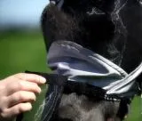 Fliegenhaube + + Lissy MIT Ohr MIT Nasenschutz Gr. SHETTY Grau Schwarz Fliegen Haube Fliegenmaske