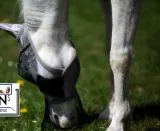 Fliegenhaube + + Lissy MIT Ohr MIT Nasenschutz Gr. SHETTY Grau Schwarz Fliegen Haube Fliegenmaske