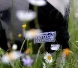 Fliegenhaube - - Lissy Ohne Ohr Ohne Nasenschutz Minishetty SHETTY Grau Schwarz Fliegen Haube Fliegenmaske