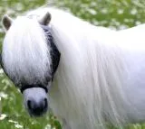 Fliegenhaube - - Lissy Ohne Ohr Ohne Nasenschutz Gr. Minishetty SHETTY Grau Schwarz Fliegen Haube Fliegenmaske