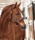 Lederhalfter German Rose Schwarz Rosegold VB WB X Full Ros� Leder Halfter Glitzerhalfter Pastell