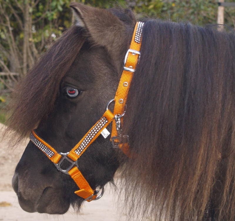 Halfter Winnie Profile magenta orange grau Shetty Pony 