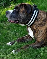 Ruffle Lederhalsband Leder Schwarz Breit Hohe Zugkraft doppelte Zierkordel Wei / Creme LEDER Breit sehr stabil M L XL