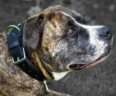 Ruffle Lederhalsband Leder Schwarz Breit Hohe Zugkraft doppelte Zierkordel Wei / Creme LEDER Breit sehr stabil M L XL